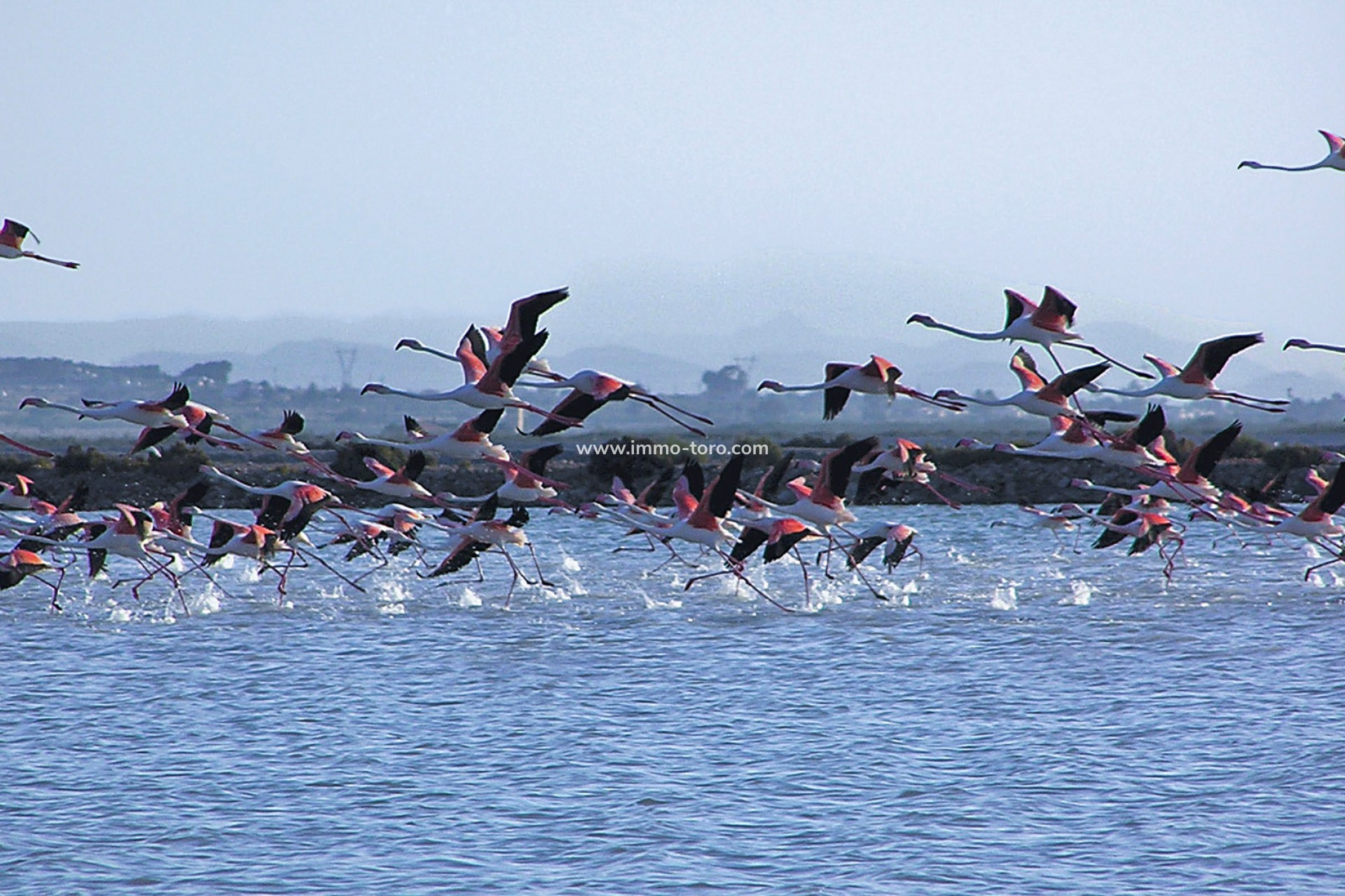 New Build - Apartment - Alicante - Alicante (Alacant)