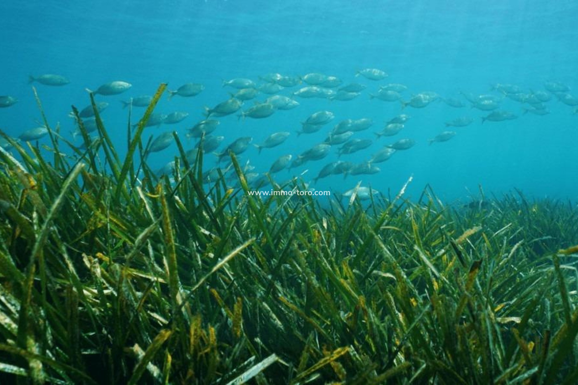 Nueva construcción  - Villa / Chalet - Benissa - Racó Del Galeno