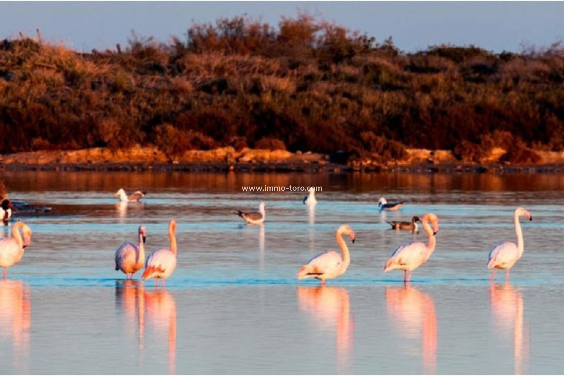 Nueva construcción  - Villa / Chalet - San Pedro del Pinatar