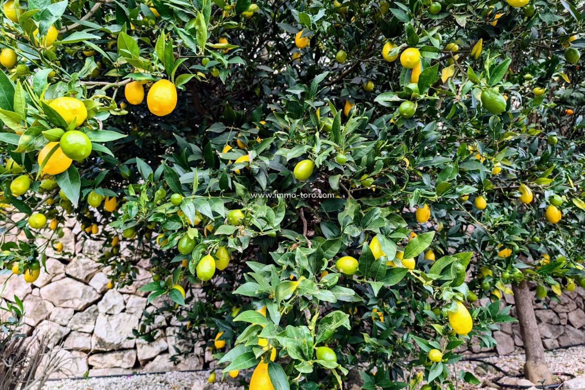 Resale - Villa - Benissa - Fanadix