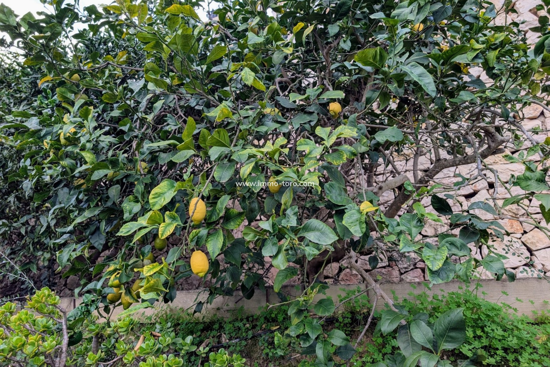 Revente - Villa - Benissa - Fanadix