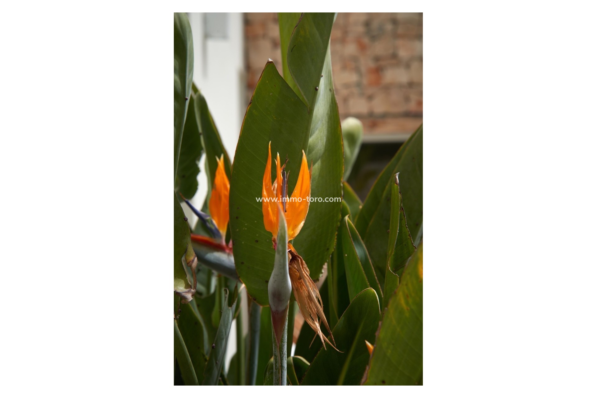 Venta - Villa / Chalet - Moraira