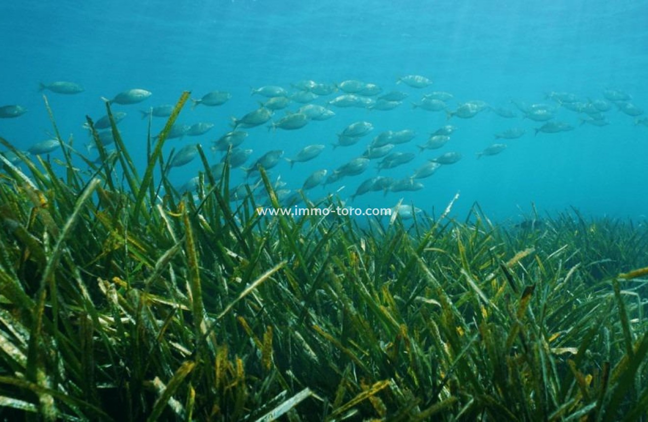 Nouvelle construction - Villa - Benissa - Racó Del Galeno