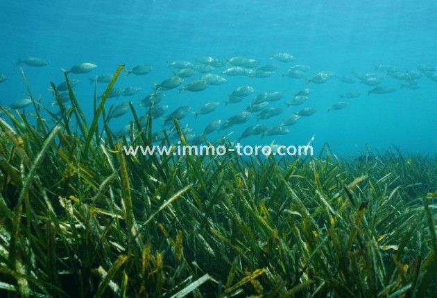 Nouvelle construction - Villa - Benissa - Racó Del Galeno