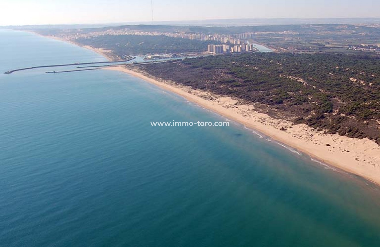 Nouvelle construction - Villa - Daya Nueva