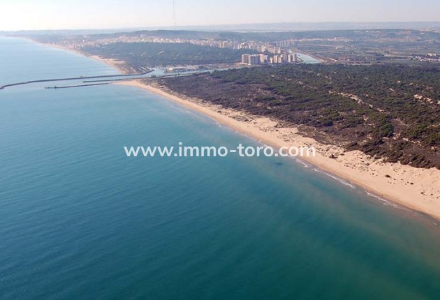 Nouvelle construction - Villa - Daya Nueva