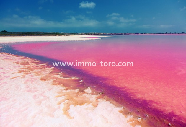 Nieuwbouw - Appartement  - Torrevieja