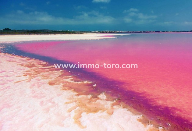 Nieuwbouw - Villa - Algorfa