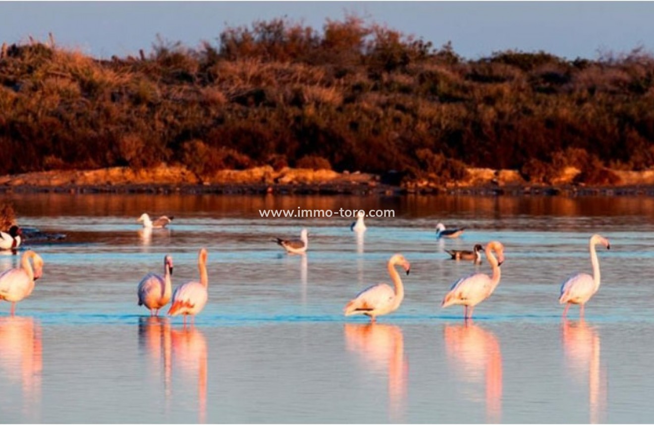 Nouvelle construction - Villa - San Pedro del Pinatar