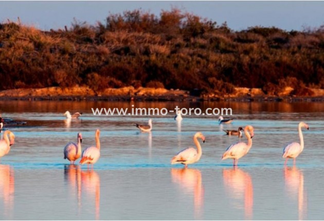 Nouvelle construction - Villa - San Pedro del Pinatar