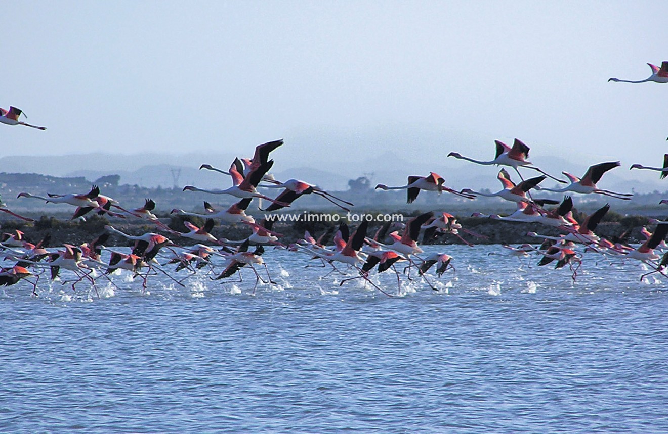 New Build - Apartment - Alicante - Alicante (Alacant)