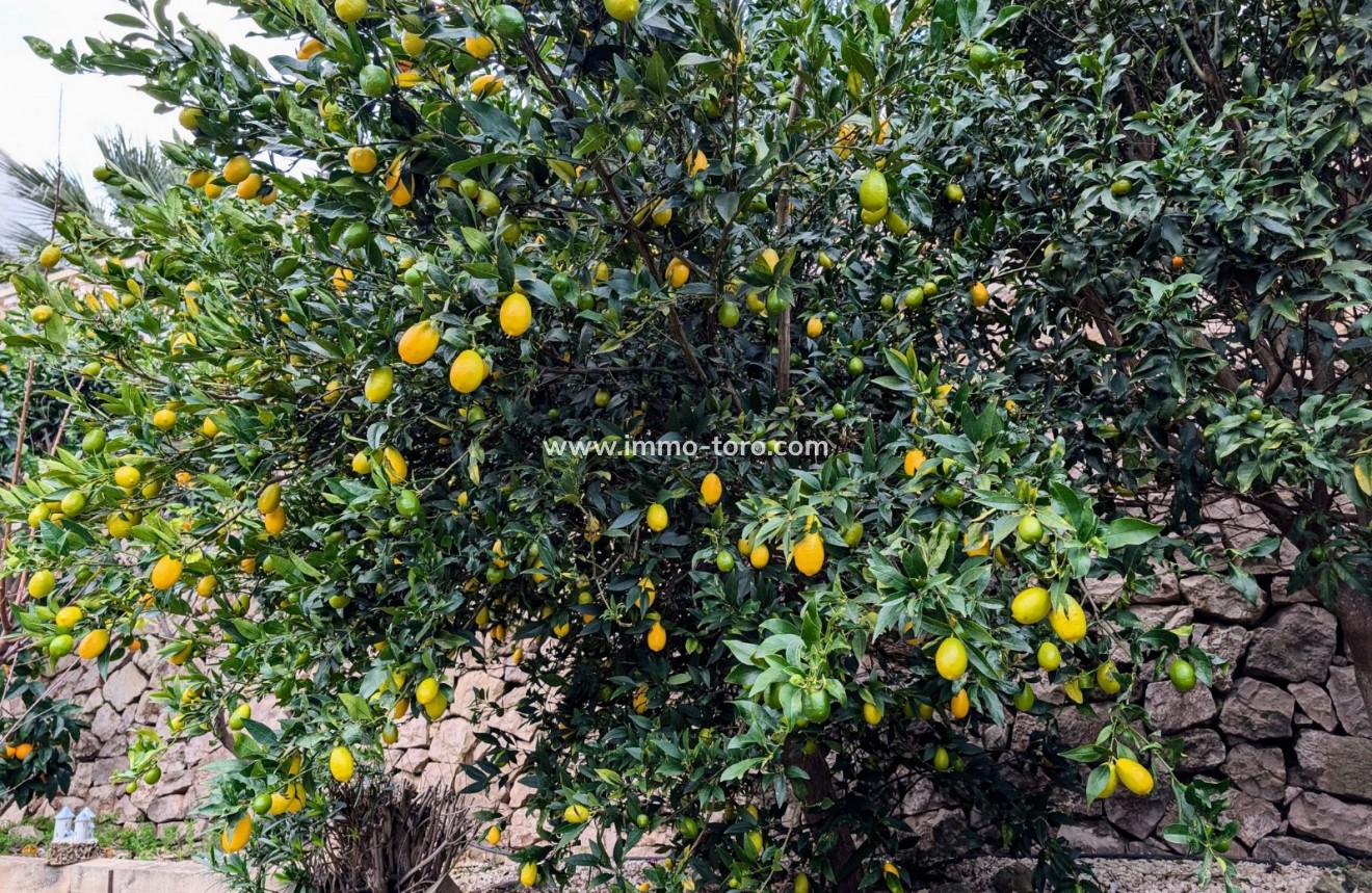 Resale - Villa - Benissa - Fanadix