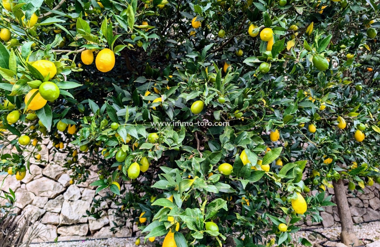 Resale - Villa - Benissa - Fanadix