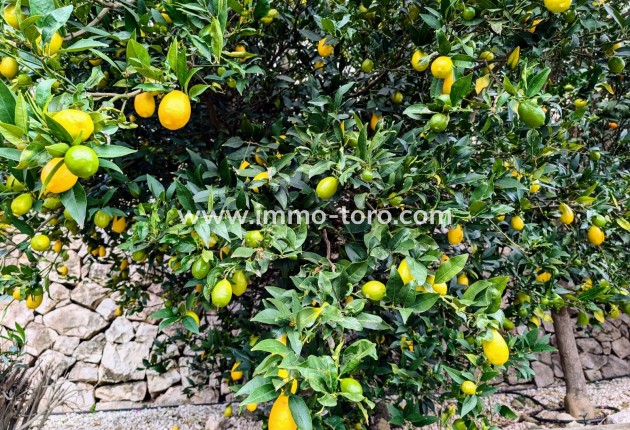 Resale - Villa - Benissa - Fanadix