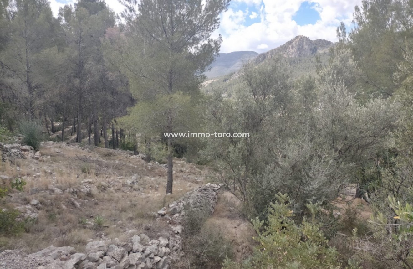 Resale - terrain - Orba - El Aspre