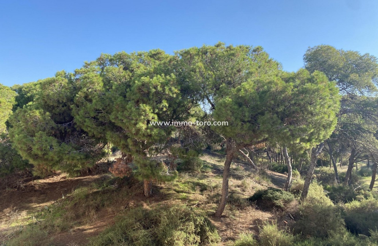 New Build - Penthouse - Guardamar - Guardamar del Segura