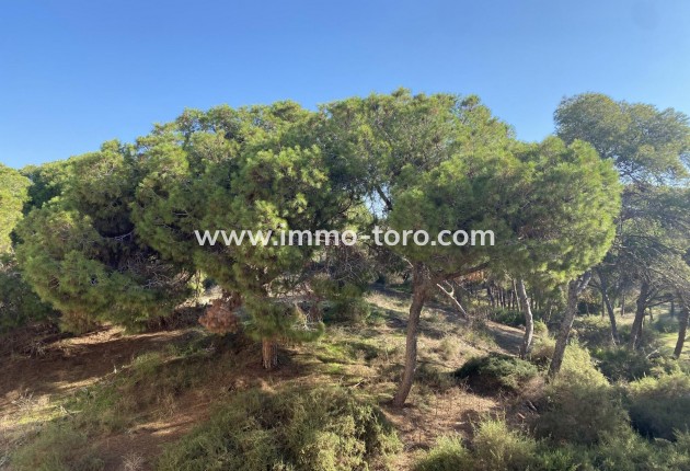 New Build - Penthouse - Guardamar - Guardamar del Segura